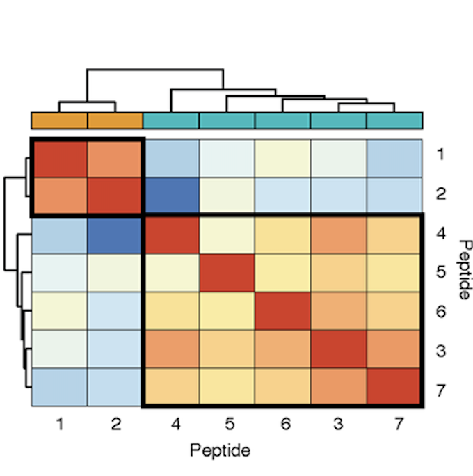 Heatmap of peptide patterns in the disease-associated isoforms study.
