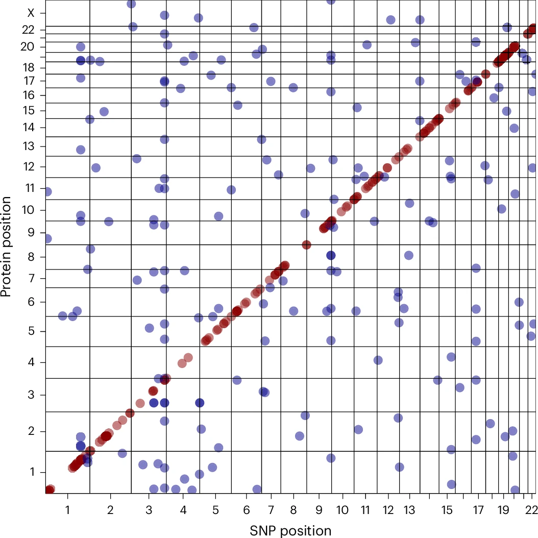 Scatter plot comparing protein position and SNP position in the pQTL study.