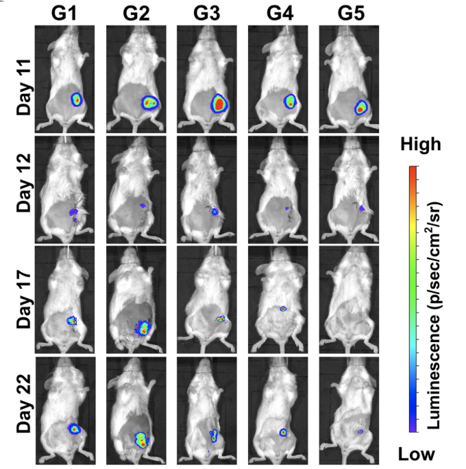 Luminescence imaging across five experimental groups over four study days.